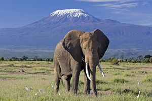 Mealuganje Elephant Sanctuary